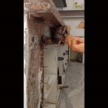 Termite Spray for Termite Control 150ml (Pack of 3) Roposo Clout