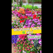 Varieties of Flower Seeds (Pack of 100) And Get Plant Growth Supplement Free Roposo Clout