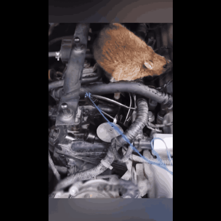 Rat Repellent for Car | Rat Repellent Spray 200ml