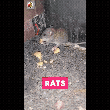 Rat Repellent Spray 50ml (Pack of 3) Roposo Clout