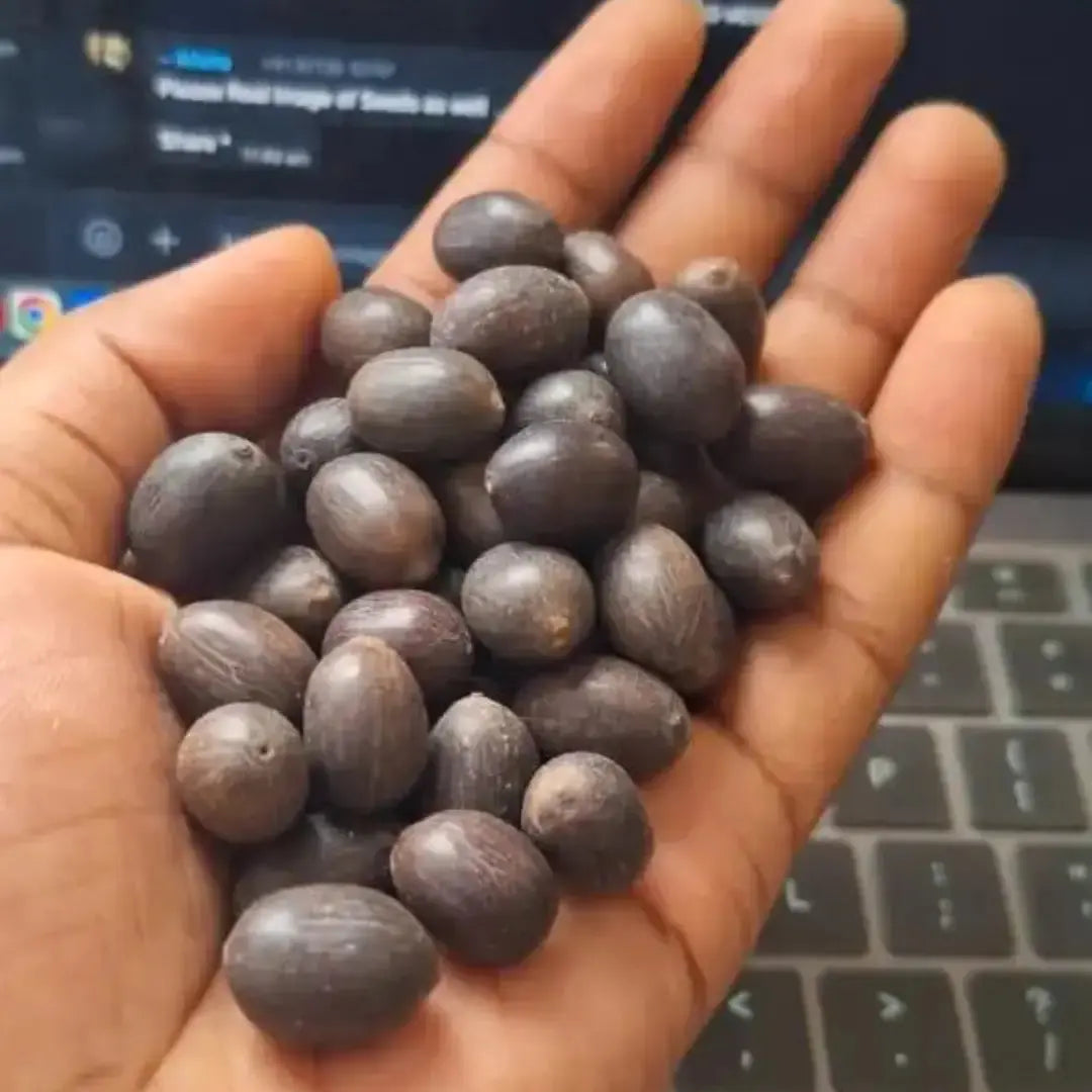 Japanese Bonsai Lotus Seeds (Pack of 20/40/80)