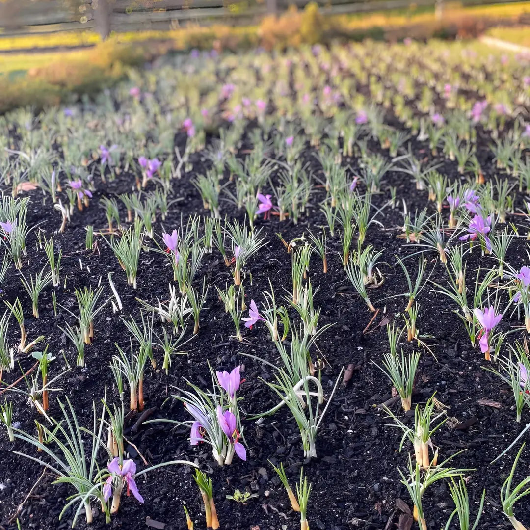 Saffron Bulbs (Pack of 8) – Premium Saffron Bulb Seeds