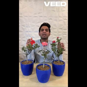 Plant Booster Liquid Biofertilizer for All Crops Organic (Pack of 4) Roposo Clout