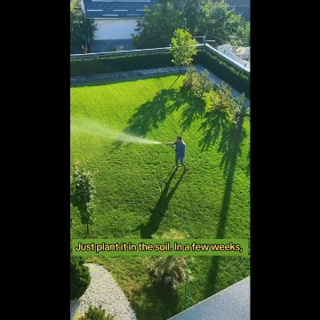 Grass Seeds Hybrid Best for your Beautiful Home Gardening (Pack Of 100 seeds) (Pack of 1) Roposo Clout