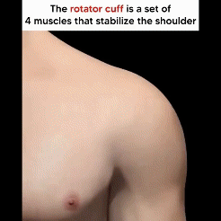 Shoulder Support Belt | SPOSAFE Shoulder Support Back Brace Roposo Clout