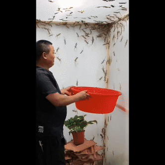 Lizard Repellent for Home Spray Pest Control 250ml Roposo Clout