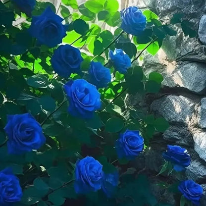 Blue Climbing Rose Seeds