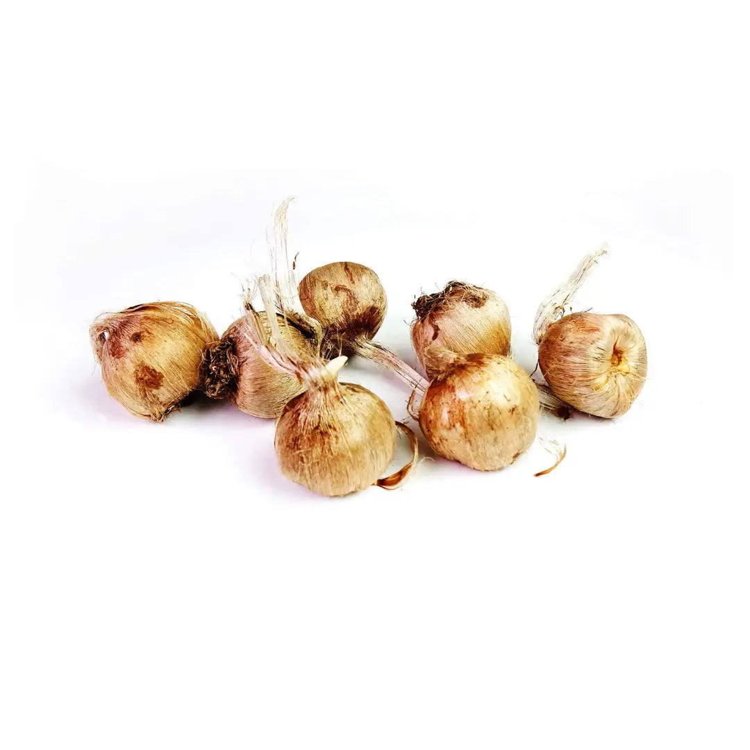 Saffron Bulbs (Pack of 8) – Premium Saffron Bulb Seeds