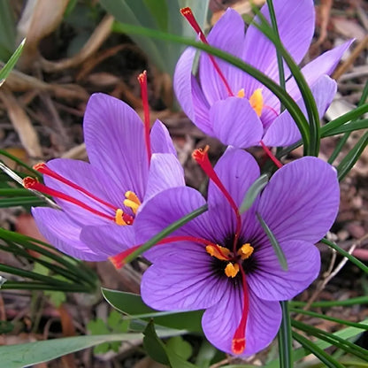 Saffron Bulbs (Pack of 8) – Premium Saffron Bulb Seeds