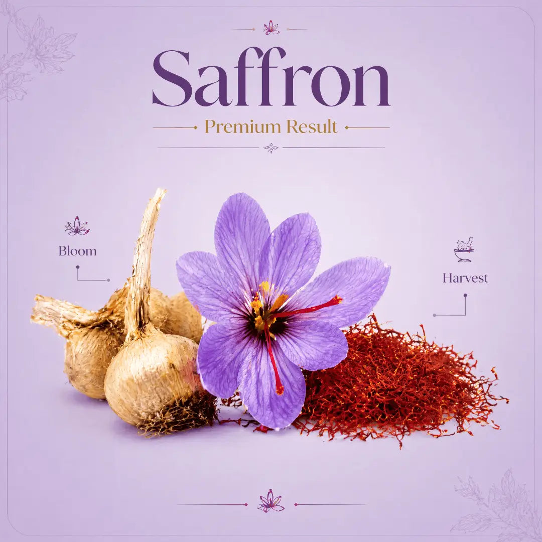 Saffron Bulbs (Pack of 8) – Premium Saffron Bulb Seeds