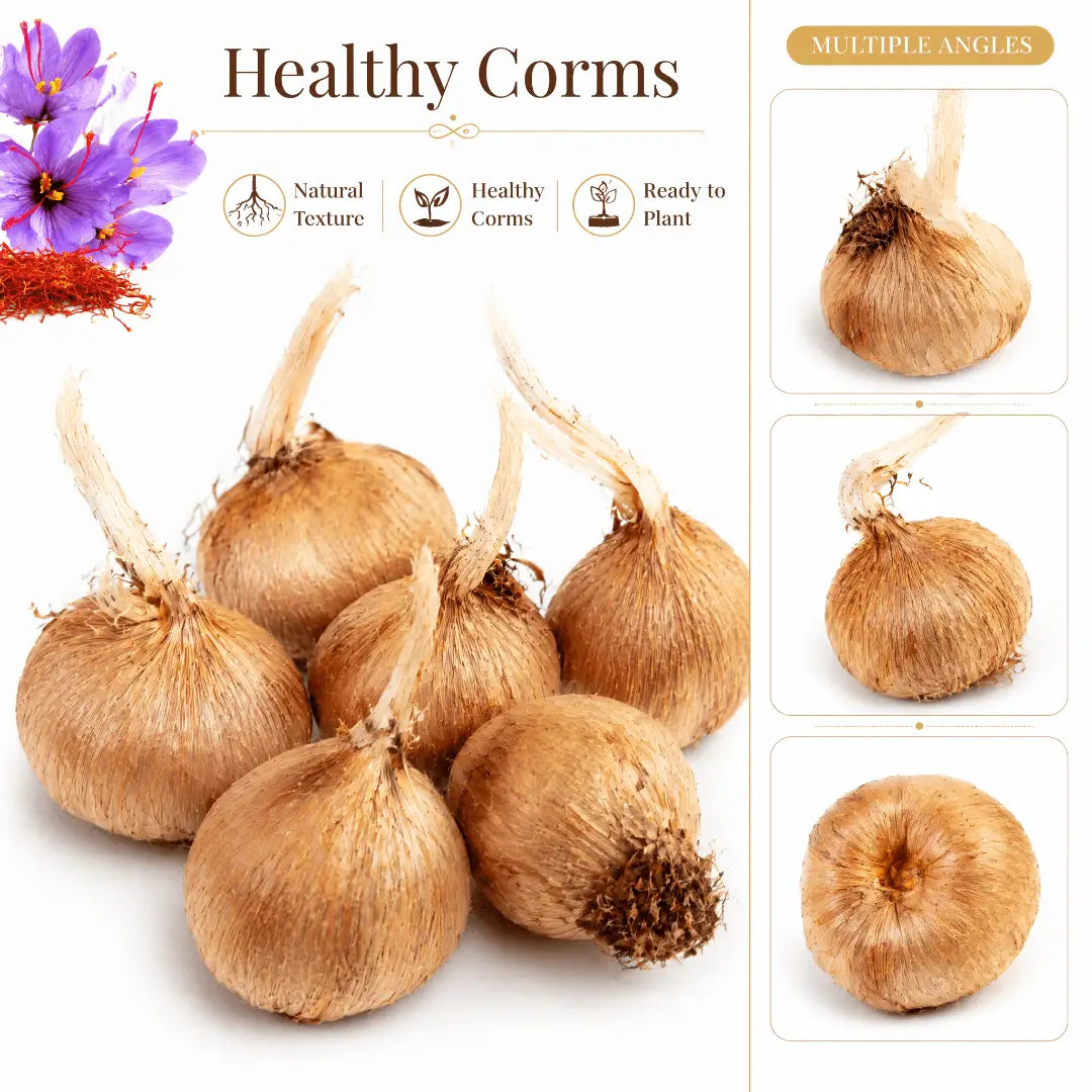 Saffron Bulbs (Pack of 8) – Premium Saffron Bulb Seeds