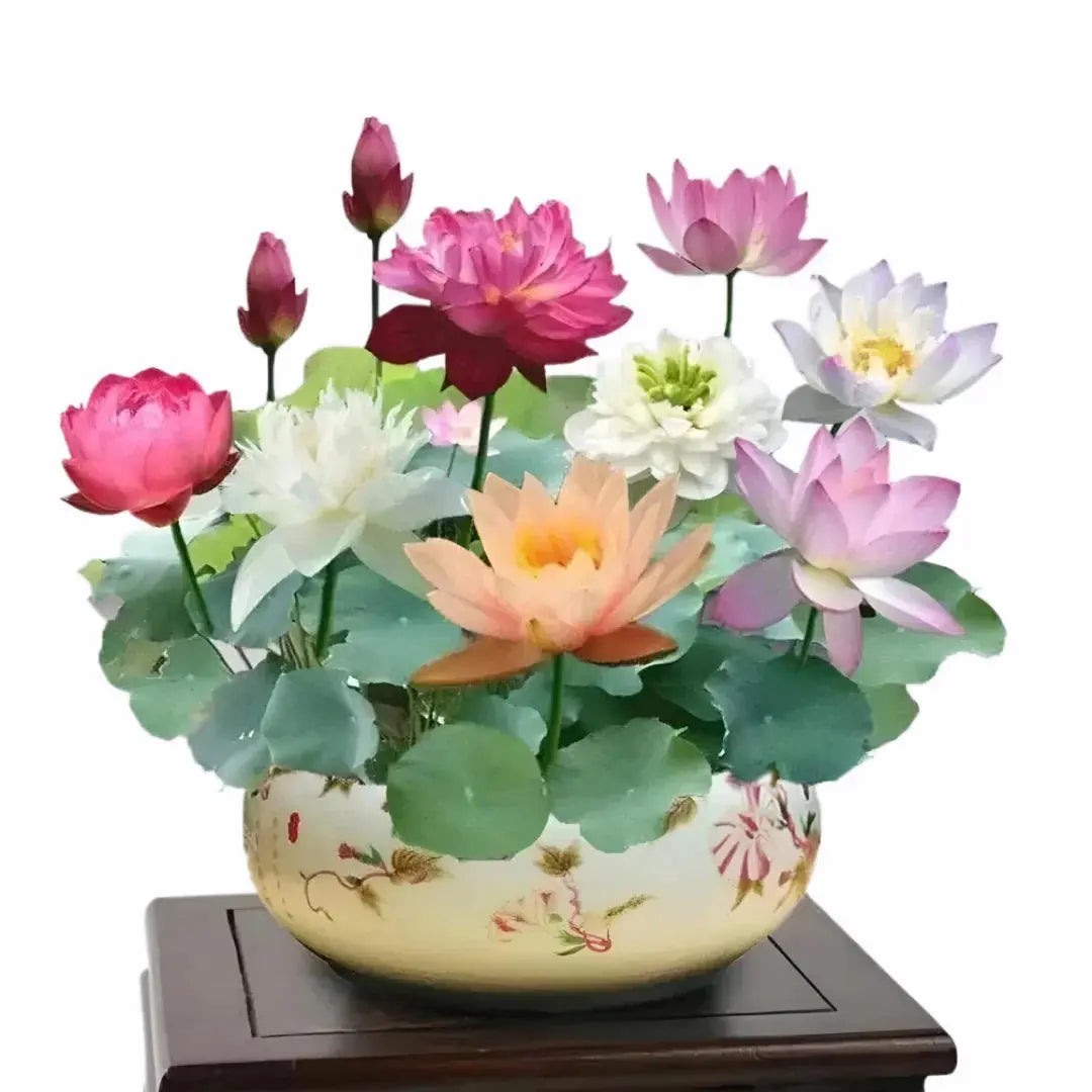 Japanese Bonsai Lotus Seeds (Pack of 20/40/80)