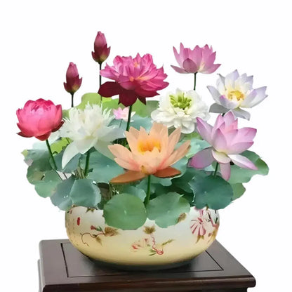 Japanese Bonsai Lotus Seeds (Pack of 20/40/80)