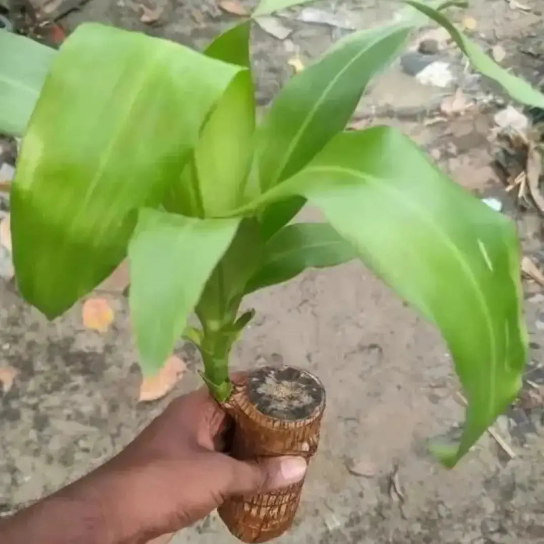 Brazilian Wood Plant