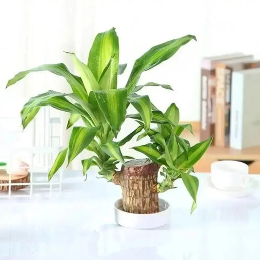 Brazilian Wood Plant