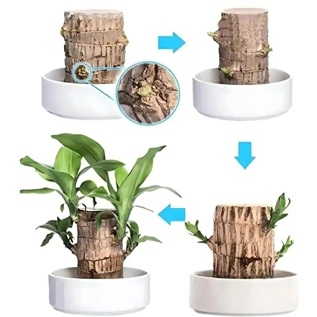 Brazilian Wood Plant (Pack of 2)