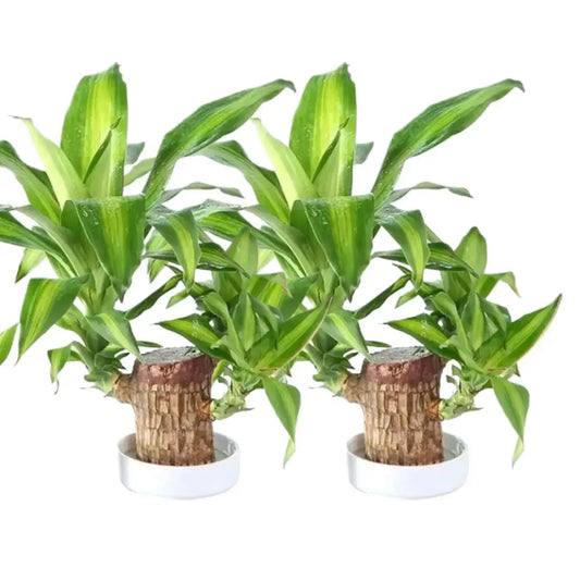 Brazilian Wood Plant (Pack of 2)