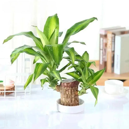 Brazilian Wood Plant (Pack of 2)